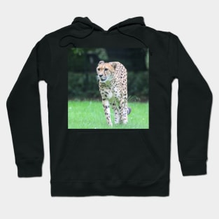 Cheetah 011 Hoodie